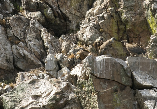 GRIFONE; Griffon Vulture; Gyps fulvus