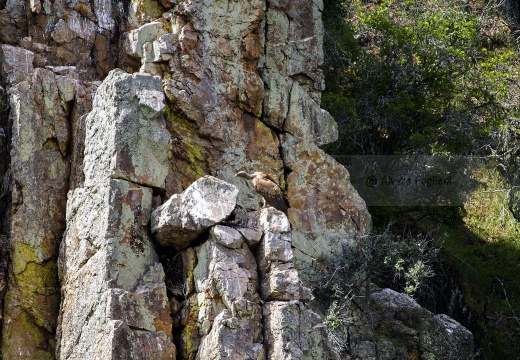 GRIFONE; Griffon Vulture; Gyps fulvus