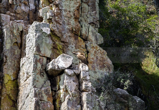 GRIFONE; Griffon Vulture; Gyps fulvus