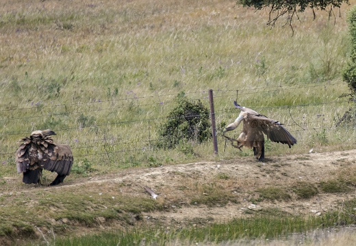 GRIFONE; Griffon Vulture; Gyps fulvus