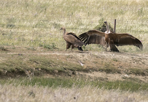 GRIFONE; Griffon Vulture; Gyps fulvus