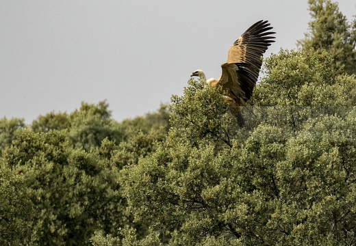 GRIFONE; Griffon Vulture; Gyps fulvus