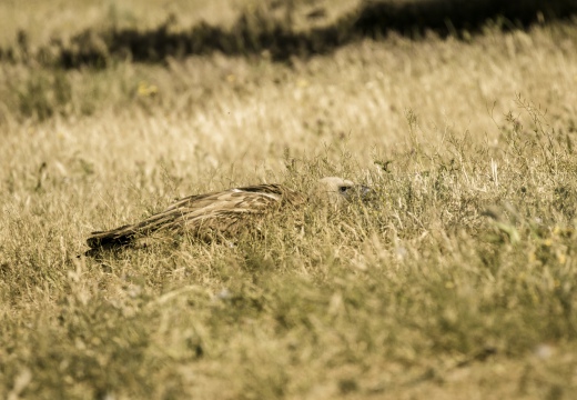 GRIFONE; Griffon Vulture; Gyps fulvus