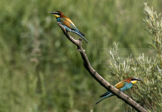 GRUCCIONE; Bee-eater; Merops apiaster