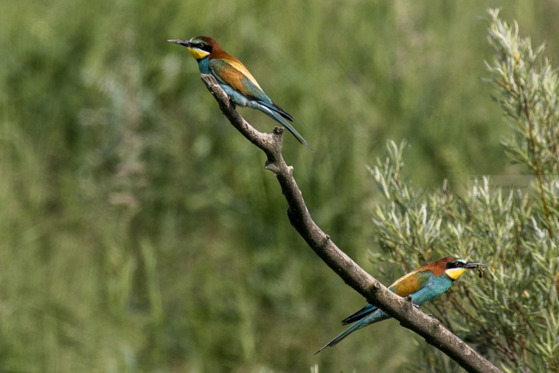 GRUCCIONE; Bee-eater; Merops apiaster
