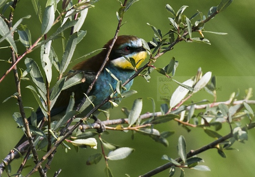 GRUCCIONE; Bee-eater; Merops apiaster