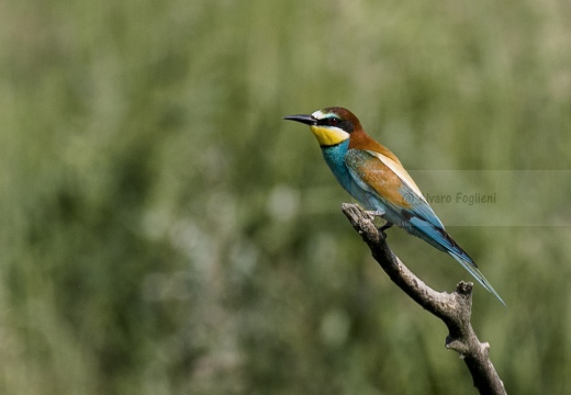 GRUCCIONE; Bee-eater; Merops apiaster