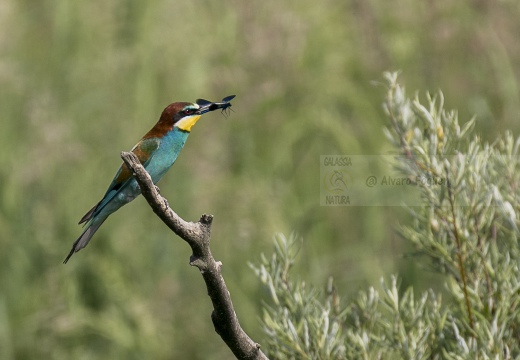 GRUCCIONE; Bee-eater; Merops apiaster