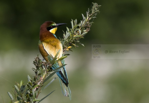 GRUCCIONE; Bee-eater; Merops apiaster