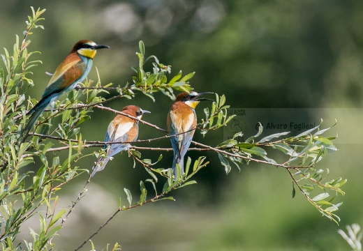 GRUCCIONE; Bee-eater; Merops apiaster