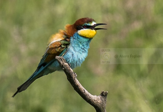 GRUCCIONE; Bee-eater; Merops apiaster