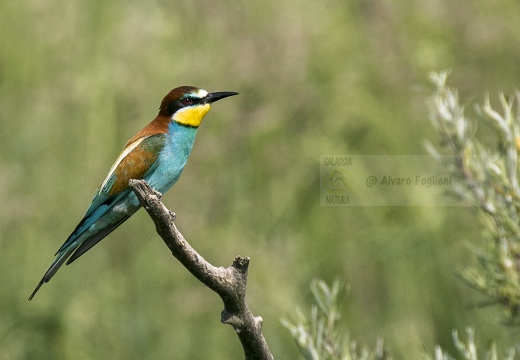 GRUCCIONE; Bee-eater; Merops apiaster