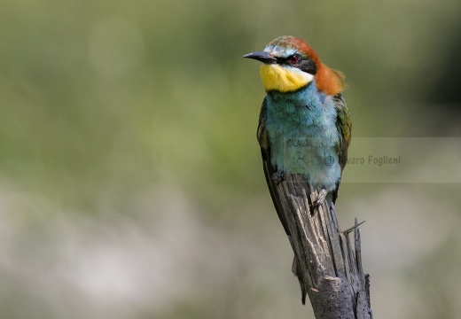 GRUCCIONE; Bee-eater; Merops apiasterpia