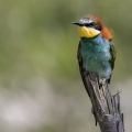 GRUCCIONE; Bee-eater; Merops apiasterpia