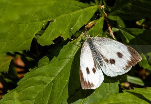 CAVOLAIA MAGGIORE; Pieris brassicae 