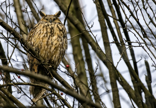 GUFO COMUNE; Long-eared Owl; Asio otus 