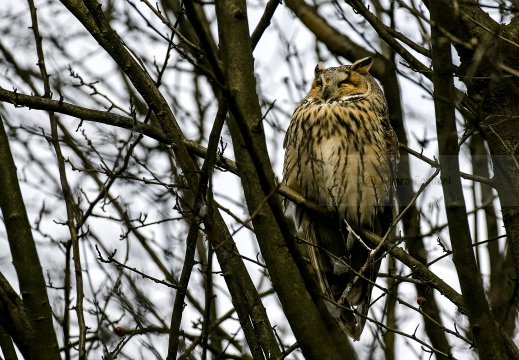 GUFO COMUNE; Long-eared Owl; Asio otus 