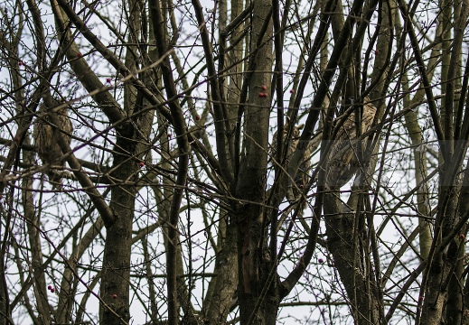 GUFO COMUNE; Long-eared Owl; Asio otus 