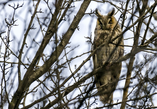 GUFO COMUNE; Long-eared Owl; Asio otus 