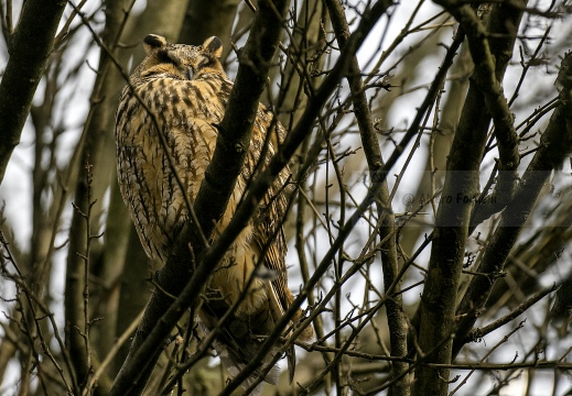 GUFO COMUNE; Long-eared Owl; Asio otus 