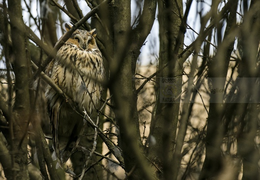 GUFO COMUNE; Long-eared Owl; Asio otus 