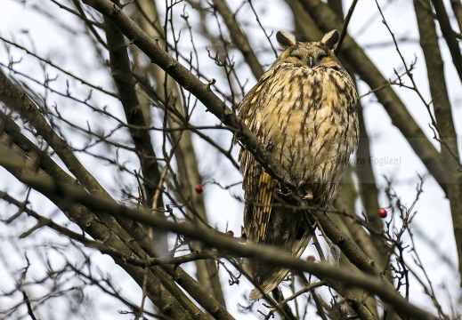 GUFO COMUNE; Long-eared Owl; Asio otus 