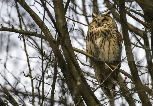 GUFO COMUNE; Long-eared Owl; Asio otus 