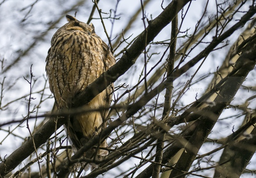 GUFO COMUNE; Long-eared Owl; Asio otus 