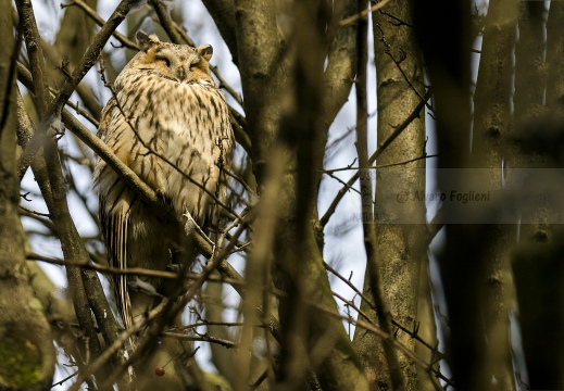 GUFO COMUNE; Long-eared Owl; Asio otus 