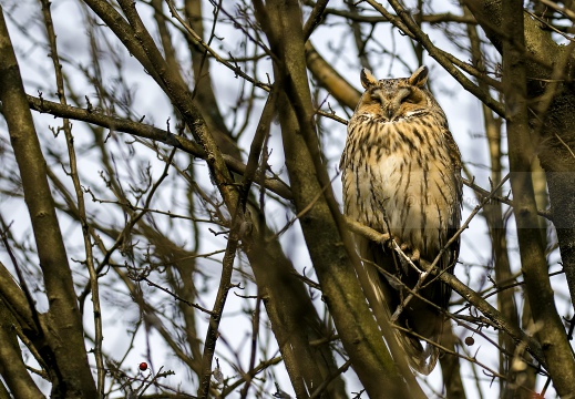 GUFO COMUNE; Long-eared Owl; Asio otus 