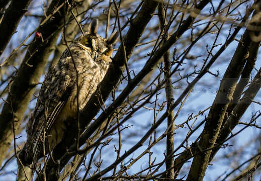 GUFO COMUNE; Long-eared Owl; Asio otus 