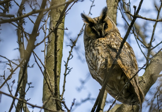 GUFO COMUNE; Long-eared Owl; Asio otus 