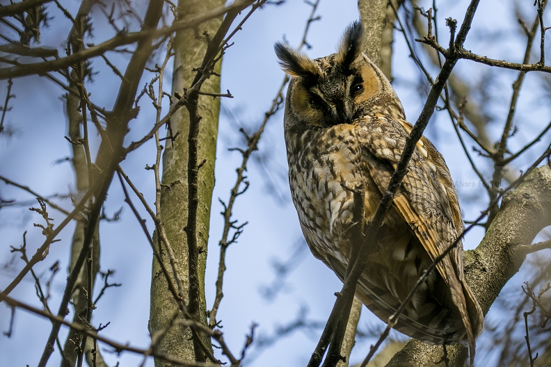 GUFO COMUNE; Long-eared Owl; Asio otus 