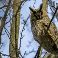 GUFO COMUNE; Long-eared Owl; Asio otus 