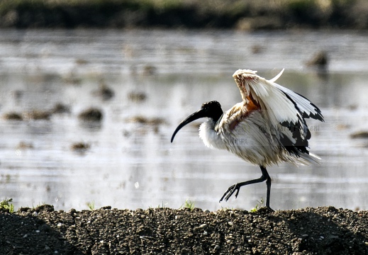 IBIS SACRO; Sacred Ibis; Threskiornis aethiopicus