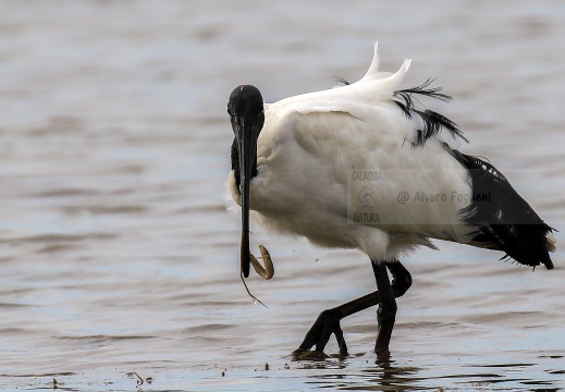 IBIS SACRO; Sacred Ibis; Threskiornis aethiopicus