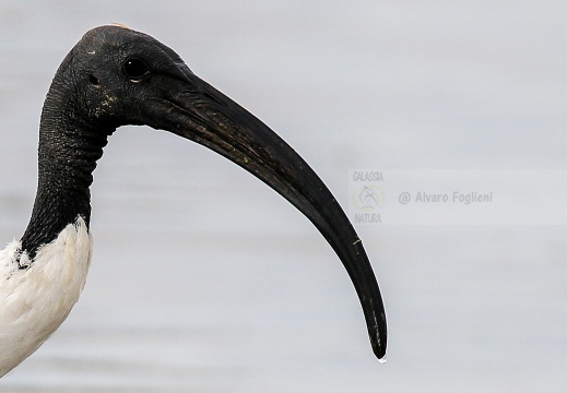 IBIS SACRO; Sacred Ibis; Threskiornis aethiopicus