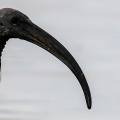 IBIS SACRO; Sacred Ibis; Threskiornis aethiopicus