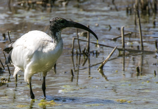 IBIS SACRO; Sacred Ibis; Threskiornis aethiopicus