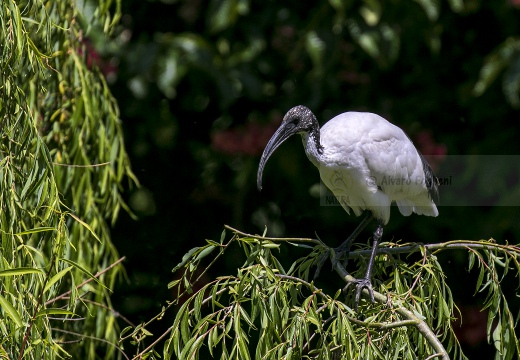 IBIS SACRO; Sacred Ibis; Threskiornis aethiopicus