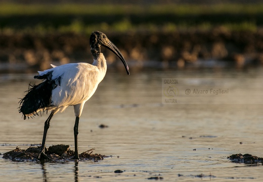 IBIS SACRO; Sacred Ibis; Threskiornis aethiopicus