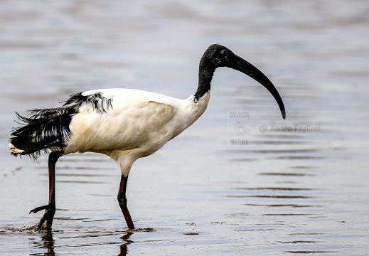 IBIS SACRO; Sacred Ibis; Threskiornis aethiopicus