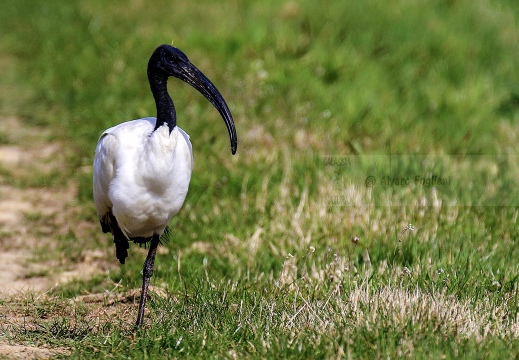 IBIS SACRO; Sacred Ibis; Threskiornis aethiopicus