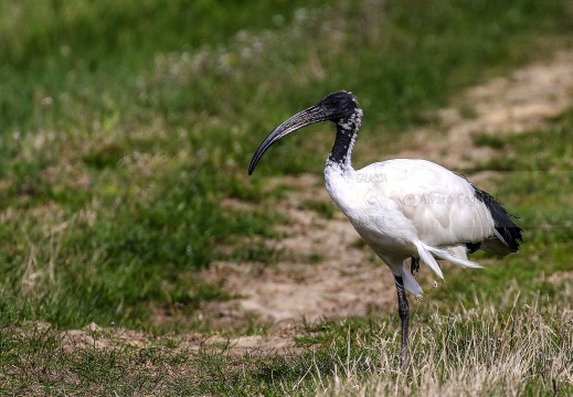 IBIS SACRO; Sacred Ibis; Threskiornis aethiopicus