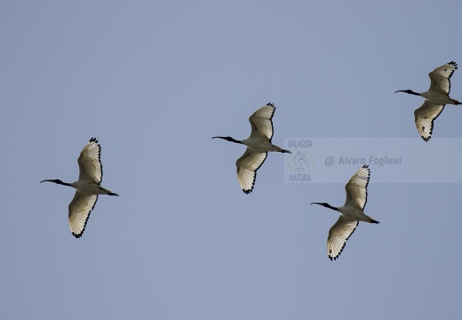 IBIS SACRO; Sacred Ibis; Threskiornis aethiopicus