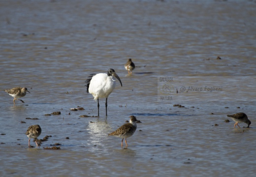 IBIS SACRO; Sacred Ibis; Threskiornis aethiopicus