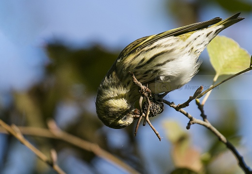 LUCHERINO; Siskin; Carduelis spinus