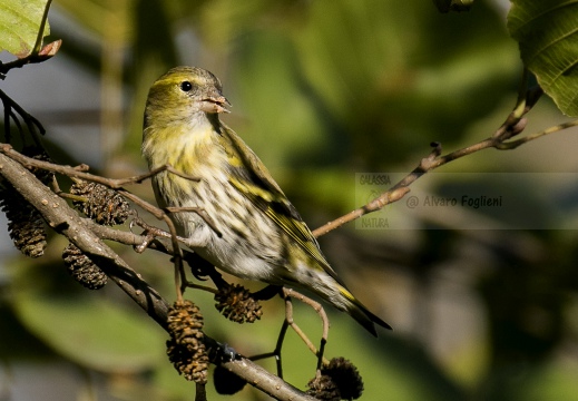 LUCHERINO; Siskin; Carduelis spinus