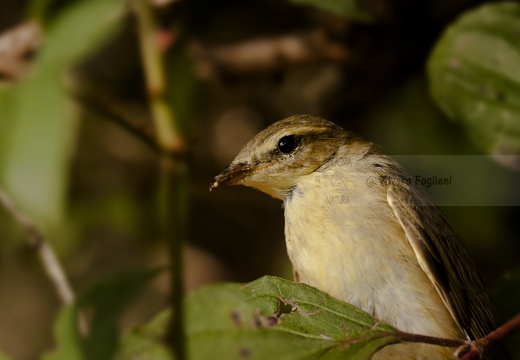 LUI' GROSSO; Willow Warbler; Phylloscopus trochilus