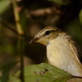 LUI' GROSSO; Willow Warbler; Phylloscopus trochilus